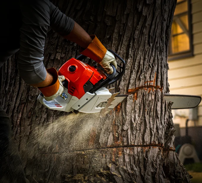 Tree removal equipment and tree care