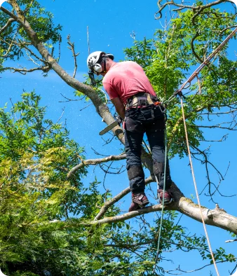Canopy care