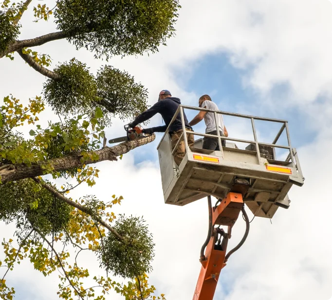 Tree trimming equipment and tree care