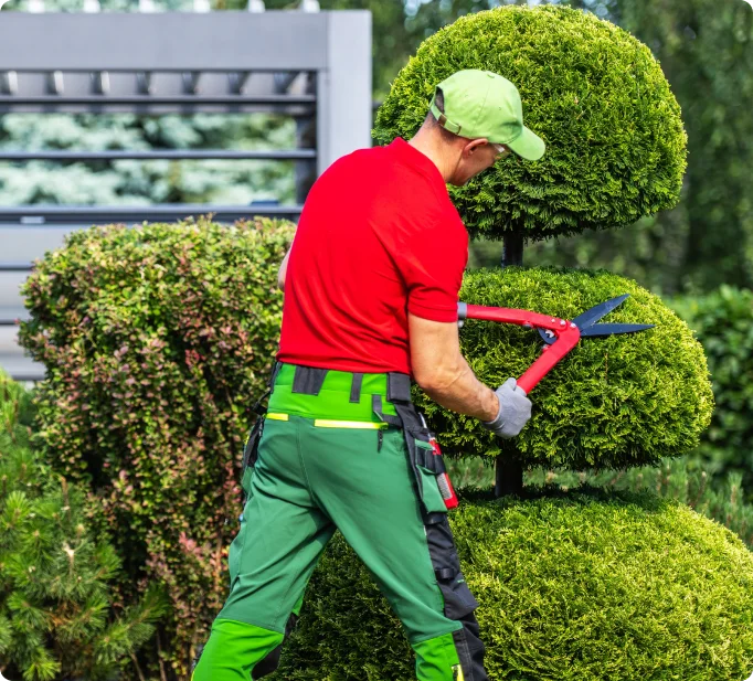 Shrub shaping equipment and tree care