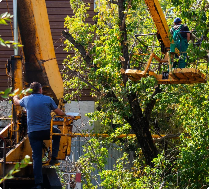 Emergency tree services equipment and tree care