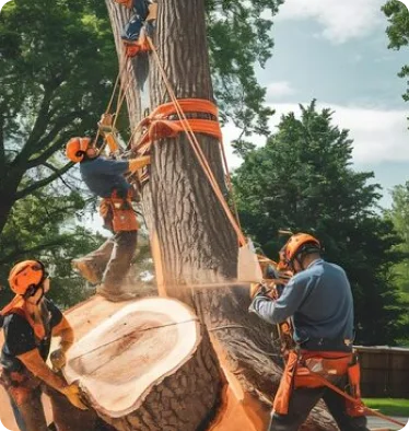 Tree care in action